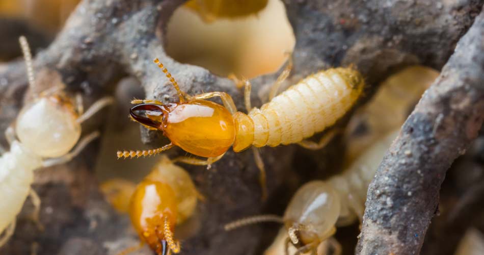 WDI DL 100 Termite Home Inspection Services